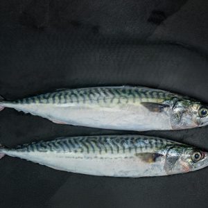 mackerel_whole_gutted