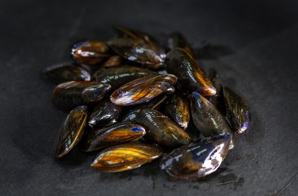 live_mussels