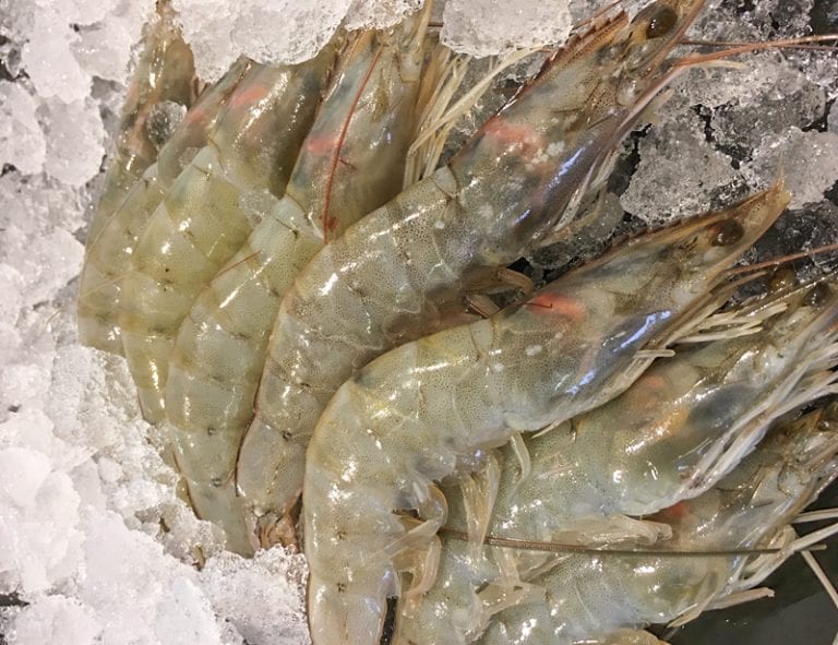 Black Tiger Prawns - Head On Shell On 1kg Box 